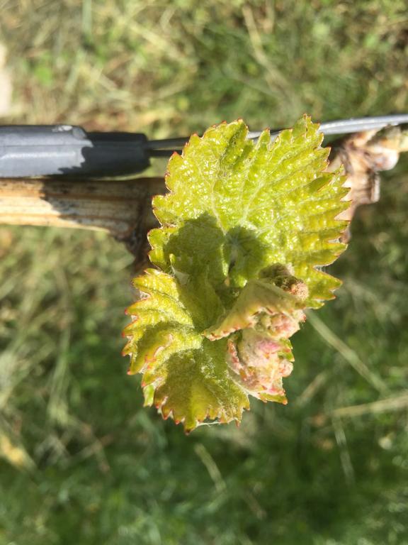 Zweytick Gaestezimmer Weingut Ratsch an der Weinstraße Zewnętrze zdjęcie